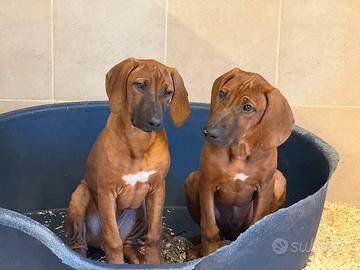 Cuccioli di Rhodesian ridgeback