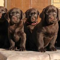 Cuccioli di Labrador : Allevamento Ric.ENCI