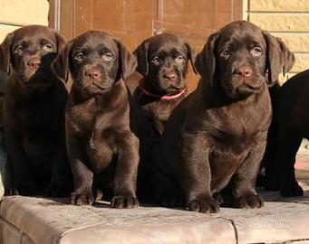 Cuccioli di Labrador : Allevamento Ric.ENCI