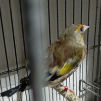 Cardellino x Verdone