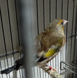 Cardellino x Verdone