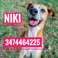 Niki, 8 anni, taglia medio-piccola