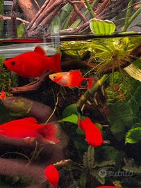 Platy