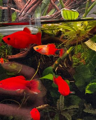 Platy