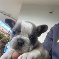 Bulldog Francese