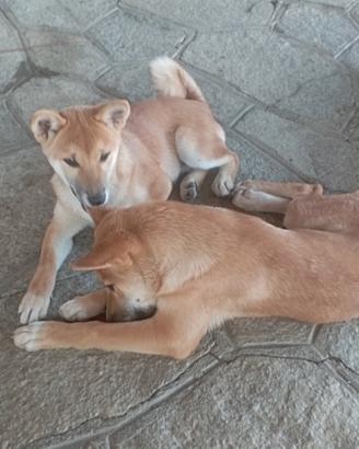 shiba inu