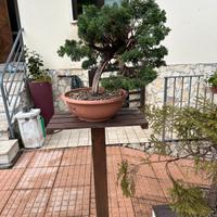 Bonsai ginepro kishu