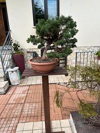 Bonsai ginepro kishu