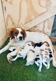 Cuccioli di Epagneul Breton
