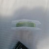 coda intermedia WF 6 Scientific angler Wet Cel 