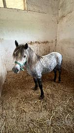 Pony maschio