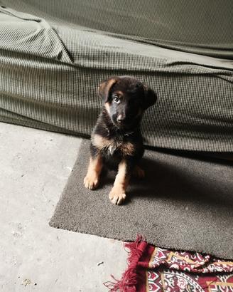 Cagnolina pastore tedesco
