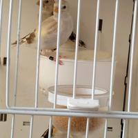 Canarini e Cardellini Major