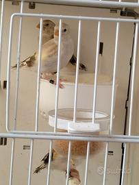 Canarini e Cardellini Major