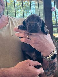 Cucciolo cocker spaniel walking