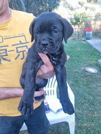 Cane corso