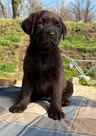 Labrador femmina