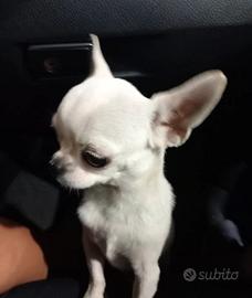 Chihuahua per monta