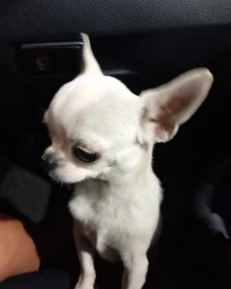 Chihuahua per monta