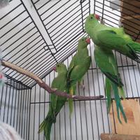 Parrocchetti dal collare pappagalli