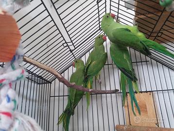 Parrocchetti dal collare pappagalli