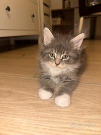 Maine coon femmina