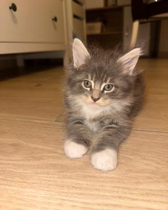 Maine coon femmina