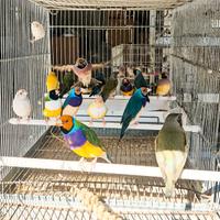 Diamanti di gould