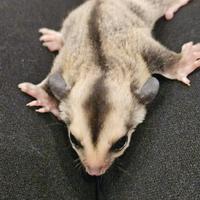 Cucciolo petauro femmina