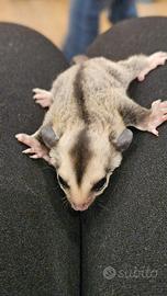 Cucciolo petauro femmina