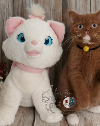 British Shorthair femmina Azzurri