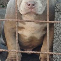 American bully