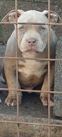American bully