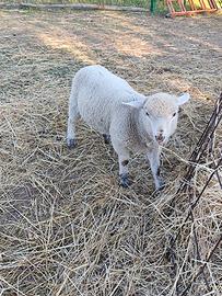 Agnelle/pecore