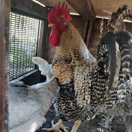 Gallo