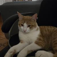 Gatto george