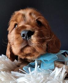 Cuccioli di cocker spaniel inglese maschietti