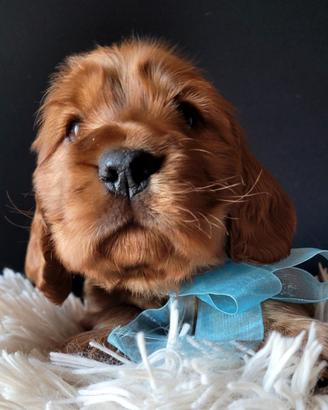 Cuccioli di cocker spaniel inglese maschietti