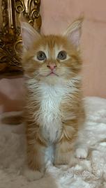 Siamo 6 Maine Coon con pedigree