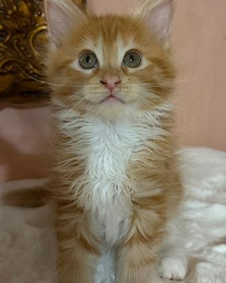 Siamo 6 Maine Coon con pedigree