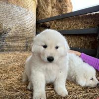 Cuccioli pastore maremmano abruzzese