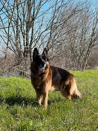 Maschio di pastore tedesco per monte