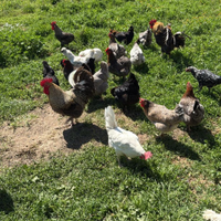 Galline Oliver egg moroseta e Pavoni