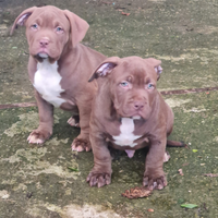 American bully cuccioli XL