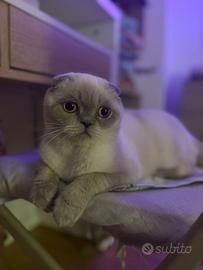 Gattino scottish fold