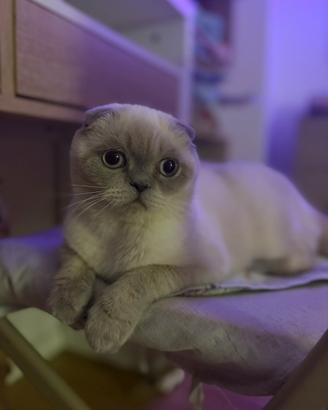 Gattino scottish fold