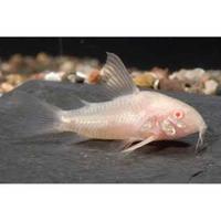 Corydoras paleatus albino
