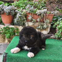 Cuccioli pastore del Caucaso pedigree ENCI:'