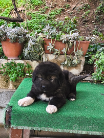 Cuccioli pastore del Caucaso pedigree ENCI:'