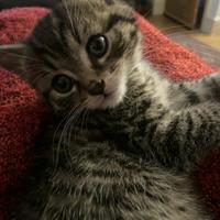 Gattino incrocio siberiano